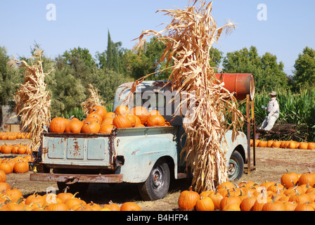 Old Ford pickup truck riempito con zucche in agriturismo Foto Stock