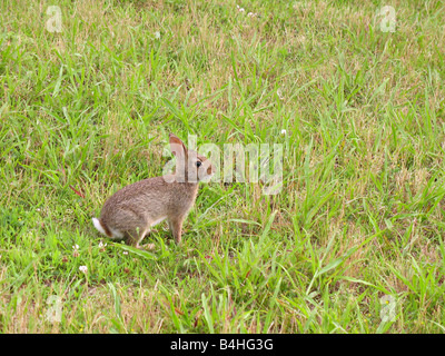 Un coniglietto selvatico pascolo di coniglio in erba nel Connecticut a Hamonasset Sate Park Foto Stock