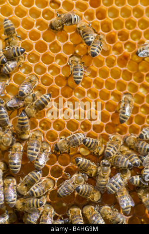 Honeybees su un pettine Foto Stock