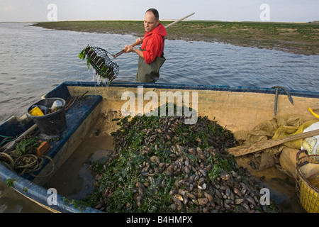Pescatore che raccoglie le cozze a Blakeney Harbour Norfolk Foto Stock