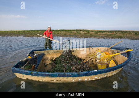 Pescatore che raccoglie le cozze a Blakeney Harbour Norfolk Foto Stock