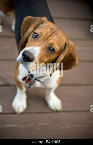 Un giovane cane beagle inclinando la testa fuori della curiosità Foto Stock