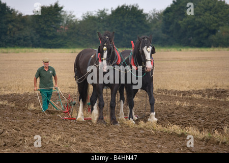 L'aratura con Shire cavalli NORFOLK REGNO UNITO Settembre Foto Stock