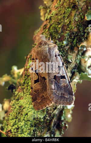 Carattere ebraico tarma (Orthosia gothica). Powys, Galles. Foto Stock
