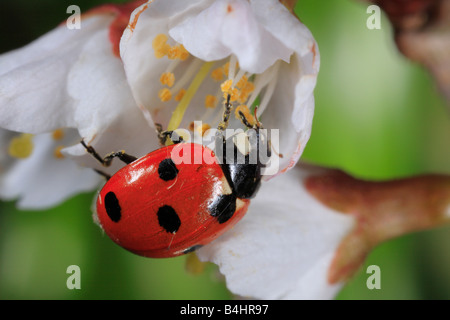 7-spot Ladybird Beetle (Coccinella septempunctata). Alimentando il polline di un fiore di ciliegio. Powys, Galles. Foto Stock