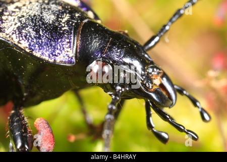 Di testa e ganasce di una massa viola Beetle (Carabus tendente al violaceo), coleottero adulto tra il muschio. Powys, Galles. Foto Stock