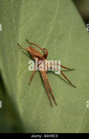 Vivaio femmina-web spider (Pisaura mirabilis) crogiolarvi al sole su una foglia. Powys, Wales, Regno Unito. Foto Stock