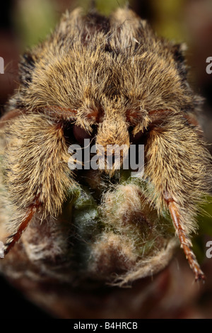 Testa di una grande falena prominente (Peridea anceps). Powys, Galles. Foto Stock