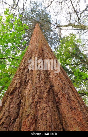 La ricerca di una sequoia gigante (Sequoiadendron giganteum) tree. Powys, Galles. Foto Stock