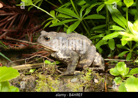 Il rospo comune (Bufo bufo). Powys, Galles. Foto Stock