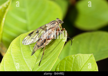 Scorpione femmina Fly (Panorpa communis) in appoggio su una foglia. Powys, Galles. Foto Stock