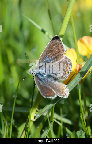 Comune Femmina Blue Butterfly (Polyommatus icarus) crogiolarsi in un prato. Powys, Wales, Regno Unito. Foto Stock
