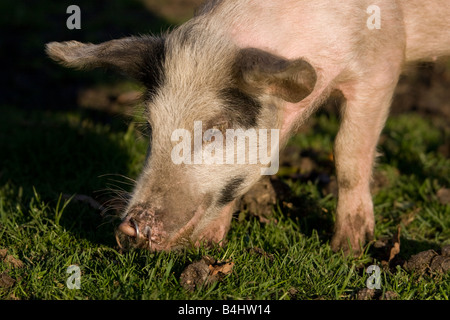 Maialino nella nuova foresta Inghilterra Foto Stock