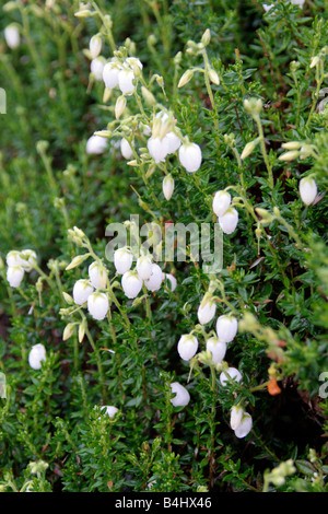 DABOECIA CANTABRIA F ALBA ALBA GLOBOSA WHITE BELL HEATHER Foto Stock