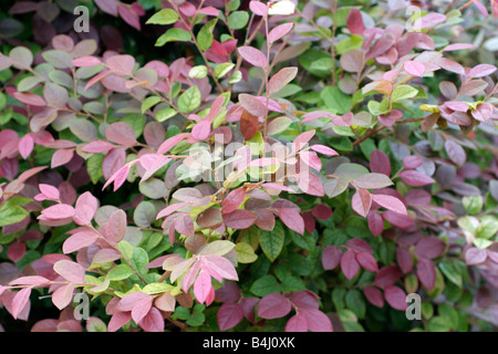 LOROPETALUM CHINENSE RUBRUM arrossire Foto Stock