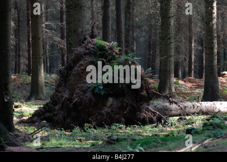 Caduto Sitka Spruce albero vicino a Ditton Priori, Shropshire Inghilterra Foto Stock
