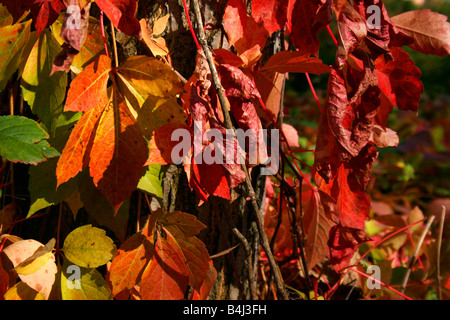 Caduta foglie nella foresta. Foto Stock