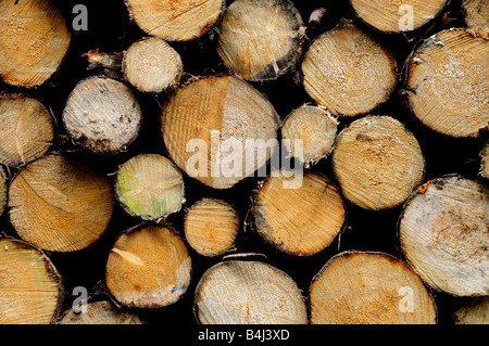 Abbattuto Norvegia abete rosso nei pressi di Bridgnorth nello Shropshire, Regno Unito Foto Stock