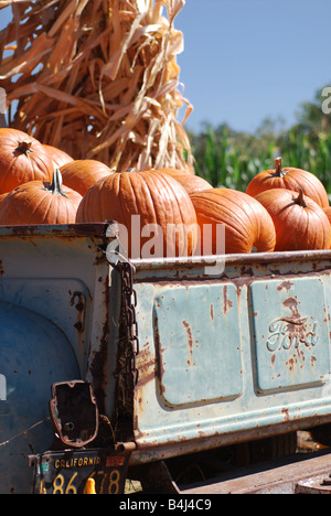 Old Ford pickup truck riempito con zucche in agriturismo Foto Stock