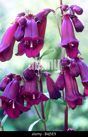 Penstemon 'Pensham prugna Jerkum' fiore viola i fiori del giardino di piante vegetali Foto Stock