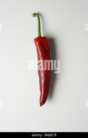 Romano pepe su sfondo bianco Foto Stock