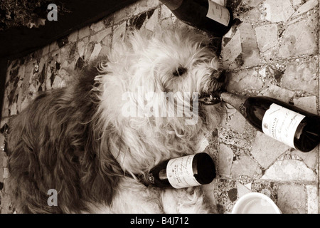 Esagerare questa old english sheepdog colpisce la bottiglia hard sdraiato sul pavimento circondato da champagne Foto Stock