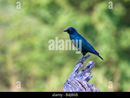 Cape Glossy Starling Foto Stock