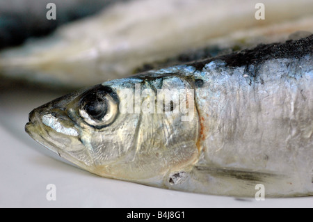 Sardina Foto Stock
