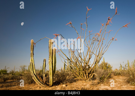 Moon over garambullo e ocotillo, Desierto Central vicino a Catavina in Baja California Messico Foto Stock