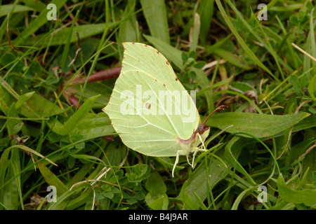 Brimstone butterfly Gonepteryx rhamni maschio Pieridae appoggiato a terra REGNO UNITO Foto Stock