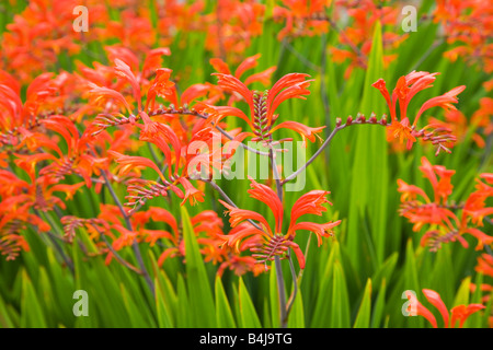 Crocosmia perenne fioritura Foto Stock