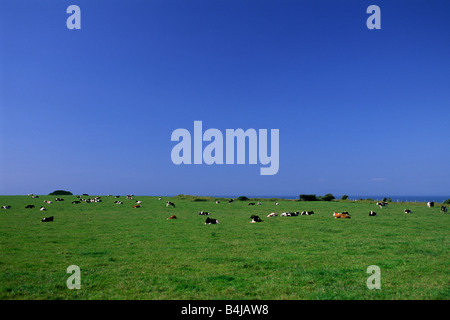 Irlanda, Contea di Sligo, mucche Foto Stock