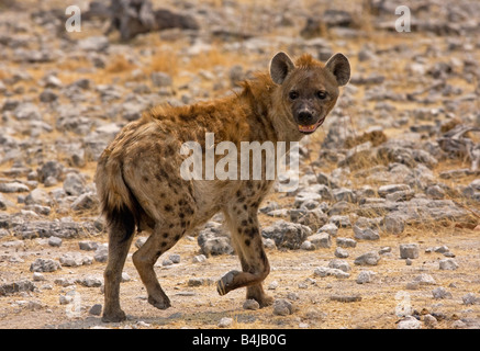 Spotted Hyena nel suo cammino verso un waterhole, Namibia. Foto Stock