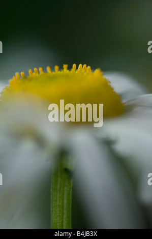 Occhio di bue daisy Leucanthemum vulgare Compositae: black-eyed Susan; Giallo o Daisy; Foto Stock