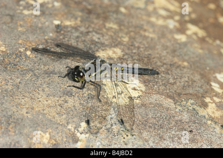 Nero Darter Dragonfly Sympetrum danae Falcon Clints Fiume Tees Teesdale superiore Foto Stock