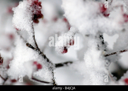 Neve su bacche rosse Foto Stock