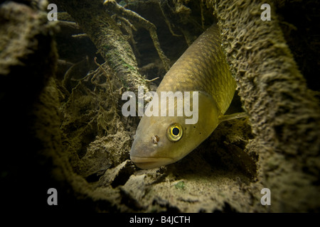 Un cavedano (Leuciscus cefalo) in un fiume del Giura (Francia). Chevesne (Leuciscus cefalo) dans une rivière du Jura (Francia). Foto Stock