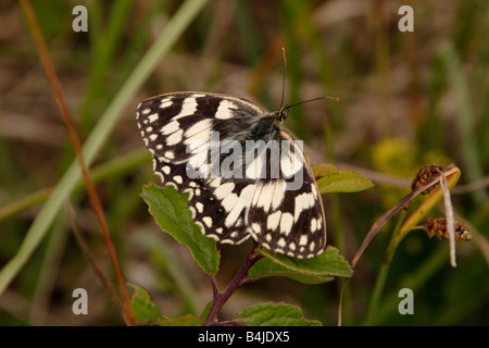 Bianco Marmo butterfly Melanargia galathea Satyridae basking REGNO UNITO Foto Stock