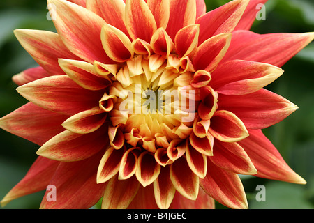 Dalia Foto Stock