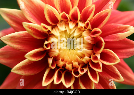 Dalia Foto Stock