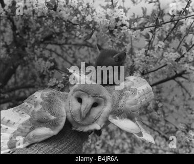 Barbagianni Barney e Fox cub Cherry chi è di tre settimane di età Cherry si arrampica su Barney s indietro di tre settimane di età il ciliegio fox cub ha deciso per l'attacco di un ascensore al suo amico Barney s indietro per questa immagine scattata nel 1980 Foto Stock