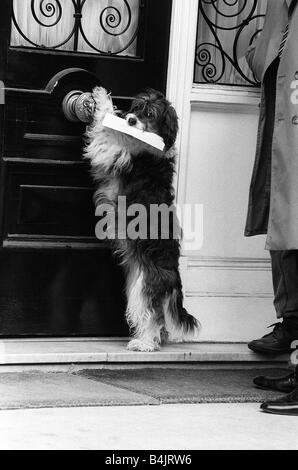 Pipino il cane mongrel consegna di una lettera alla Corea del Sud ambasciata in Kensington circa 1984 Foto Stock