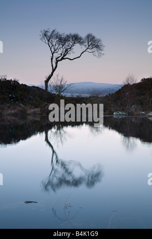 Lone Tree a Lochan na h'Achlaise Foto Stock