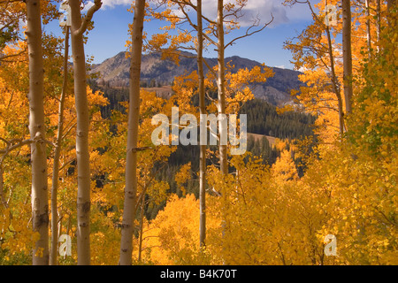 I colori autunnali di Aspen alberi nelle montagne Wasatch vicino a Park City nello Utah Stati Uniti d'America Foto Stock