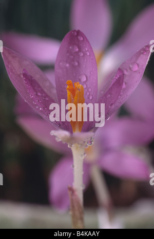 Crocus tommasinianus 'Roseus' Close up di aprire rosey crocus colorati con gocce d'acqua sulla petali. Foto Stock