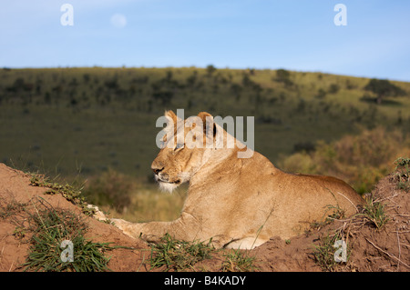 Leone femmina appoggiata nel Masai Mara, Kenya, Africa orientale Foto Stock