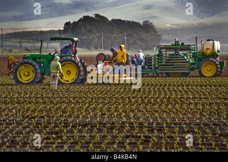 Un campo agricolo lavoratore tende righe di recente piantato piantine su una farm di vegetali in Guadalupa CA Foto Stock