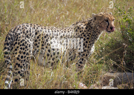 Ghepardo nelle praterie del Masai Mara, Kenya, Africa orientale Foto Stock