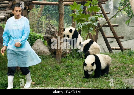Un gruppo di giovani panda giganti (Ailuropoda melanoleuca ) presso la Panda allevamento e centro di ricerca di Chengdu Cina Foto Stock