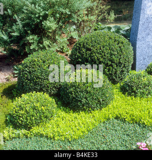 Comuni / scatola di buxus sempervirens Foto Stock